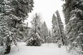 Snow-covered, coniferous, white forest, after a night of snowfall and tourists walking with huge backpacks along the path winding Royalty Free Stock Photo