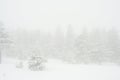 Snow-covered, coniferous, white forest, after a night of snowfall and tourists walking with huge backpacks along the path winding Royalty Free Stock Photo