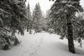 Snow-covered, coniferous, white forest, after a night of snowfall and tourists walking with huge backpacks along the path winding Royalty Free Stock Photo