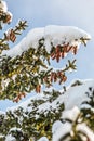 Snow covered conifers in the sun