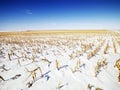 Snow covered corn field. Royalty Free Stock Photo