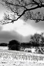 Snow Covered Corn Field with Trees Royalty Free Stock Photo