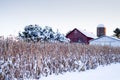 Snow covered corn stalks next to a barn in December