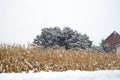 Snow covered cornfield next to a barn in a February snowstorm in Wausau, Wisconsin getting one to two inchess an hour Royalty Free Stock Photo