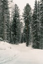 Snow covered country road in forest Royalty Free Stock Photo