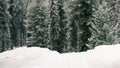 Snow covered country road in forest Royalty Free Stock Photo