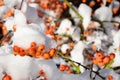 Snow covered crab apple tree. Royalty Free Stock Photo