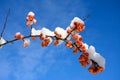 Snow covered crab apples. Royalty Free Stock Photo