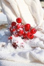 Snow Covered Crab Apples Royalty Free Stock Photo