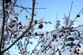 Snow-covered Crab Apples Tree Branch in Winter Royalty Free Stock Photo