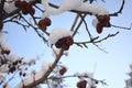 Snow-covered Crab Apples Tree Branch in Winter Royalty Free Stock Photo