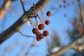 Snow-covered Crab Apples Tree Branch in Winter Royalty Free Stock Photo