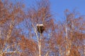 snow-covered crow\'s nest on a bare tree. winter in Erzurum, Turkey. Cold weather Royalty Free Stock Photo