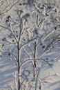 Snow-covered curved burdock