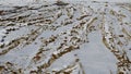 Snow covered deep tracks after agricultural vehicles on field.