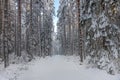 Snow covered dirt road in a snowy winter forest in Sweden Royalty Free Stock Photo