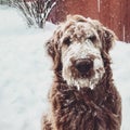 Snow Covered Dog Royalty Free Stock Photo