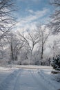 a snow covered driveway has some trees and snow on it Royalty Free Stock Photo