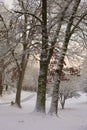 Snow Covered Driveway