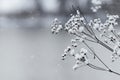 Snow-covered dry branch of a field plant on a blurred background Royalty Free Stock Photo