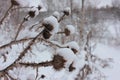 Snow covered dry burdock thorns. CLose-up. Winter monochrome landscape