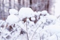 Snow Covered Dry Flower Stock Photo. Royalty Free Stock Photo