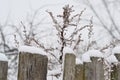 Dry grass near an old wooden fence in winter. Snow in rural areas. Rural winter landscape Royalty Free Stock Photo