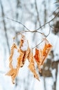 Snow covered dry oak leaf Royalty Free Stock Photo