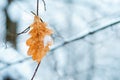 Snow covered dry oak leaf Royalty Free Stock Photo