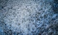 Snow Covered Empty Forest landscape looking straight down from above Drone views