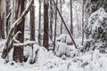 Snow covered eucalyptus trees and ferns in Australia