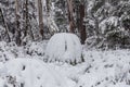 Snow covered eucalyptus trees and ferns in Australia