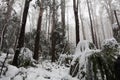 Snow covered eucalyptus trees and ferns in Australia