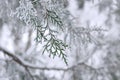 Snow-covered evergreen branch