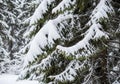 Snow-covered evergreen branches, likely of a spruce tree (genus Royalty Free Stock Photo