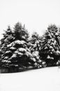 Snow covered evergreen trees Royalty Free Stock Photo