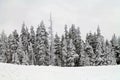 Snow Covered Evergreen Trees Royalty Free Stock Photo
