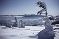 Snow covered evergreen trees after blizzard landscape photo Royalty Free Stock Photo