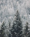 snow covered evergreen trees in a forest setting in winter time Royalty Free Stock Photo