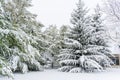 Snow covered Evergreen Trees Royalty Free Stock Photo