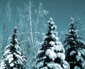 Snow-covered evergreens Royalty Free Stock Photo