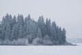 Snow Covered Evergreens, Elk Island National Park, Canada Royalty Free Stock Photo