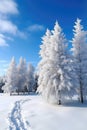 snow-covered evergreens in pristine winter landscape Royalty Free Stock Photo