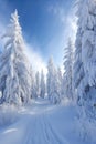 snow-covered evergreens in pristine winter landscape Royalty Free Stock Photo