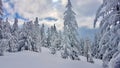 Snow covered fairytale forest in winter. Austrian Alps, Vorarlberg, Austria.