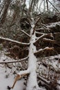 A Snow Covered Fallen Tree