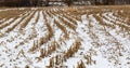 Snow covered farmland with rows of corn stumps, snow covered landscape Royalty Free Stock Photo
