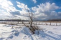 snow-covered field with broken tree branches and clouds in the sky