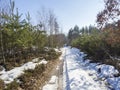 Snow covered field dirt path in winter forest with spruce and pine trees, landscape at sunny day, blue sky Royalty Free Stock Photo
