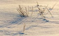 A snow covered field with a few plants poking through the snow